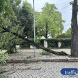 Огромен клон рухна в Пловдив СНИМКИ