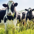 Има риск от разпространение на птичи грип сред крави извън САЩ