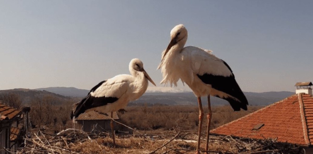 Най-известната двойка щъркели в България, които гнездят в самоковското село