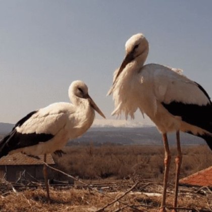 Най известната двойка щъркели в България които гнездят в самоковското село