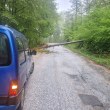 Дърво падна на път в Смолянско, ето какво направи шофьор СНИМКИ