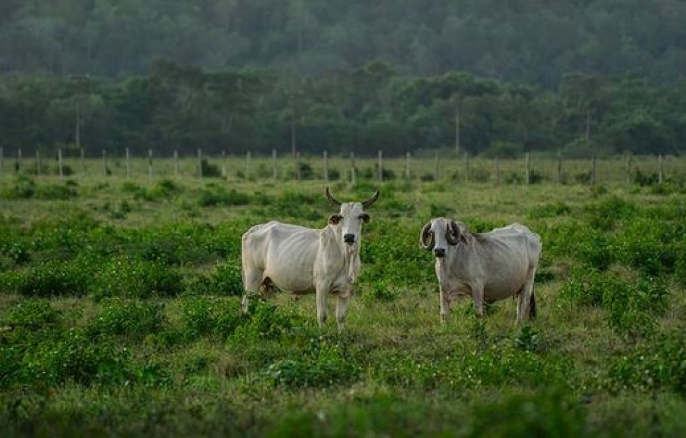Гръцки крави ежедневно унищожават реколтата в кирковското село Тихомир, съобщи