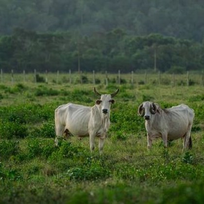 Гръцки крави ежедневно унищожават реколтата в кирковското село Тихомир съобщи
