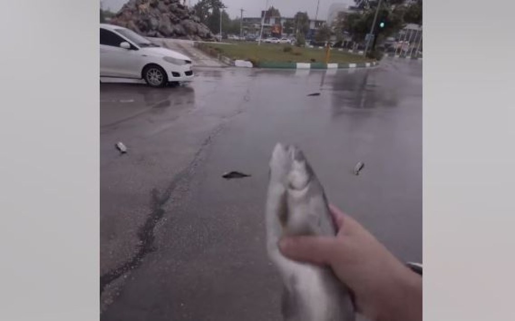 Дъжд от живи риби валя в Иран! ВИДЕО