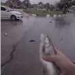 Дъжд от живи риби валя в Иран! ВИДЕО