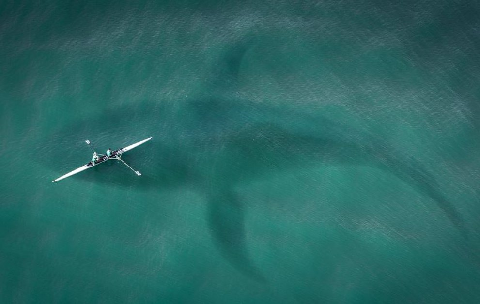 Различните видове китове в океаните издават звуци, за да комуникират,
