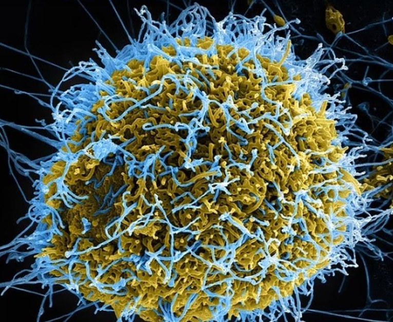В Китай учени създадоха вирус в лаборатория от части от