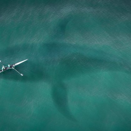 Различните видове китове в океаните издават звуци за да комуникират