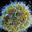 Учени създадоха мутант на вируса Ебола и заобиколиха правилата за безопасност