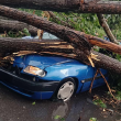 Шофьор оцеля по чудо, след като дърво се стовари върху колата му в Пловдивско СНИМКИ
