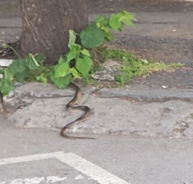 Змия изпълзя в центъра на София СНИМКА