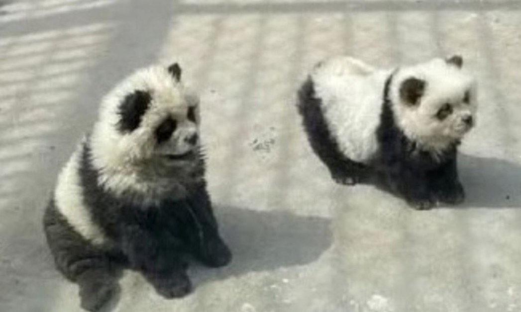 Китайска зоологическа градина беше обвинена в боядисване на кучета в