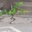 Змия изпълзя в центъра на София СНИМКА