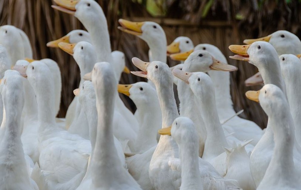Откриха огнище на птичи грип в патешка ферма