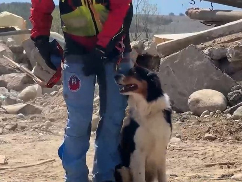 Българските спасителни кучета вече ще провеждат учения за действия при