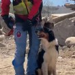 Обучават кучета спасители за действия при земетресения