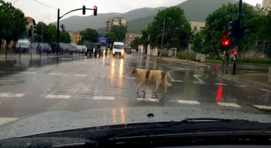 Четириног пешеходец пресече на 