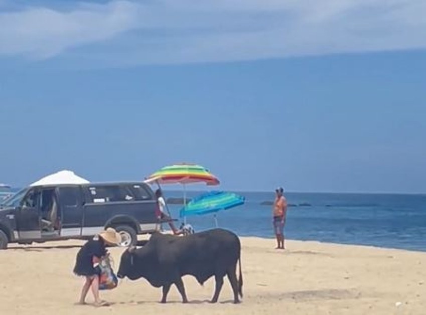 Туристка беше нападната от бик на популярен плаж в Мексико