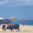 Бик нападна жена на плаж ВИДЕО