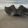Черепът на същество с дължина около 18 метра бе изхвърлен на плаж