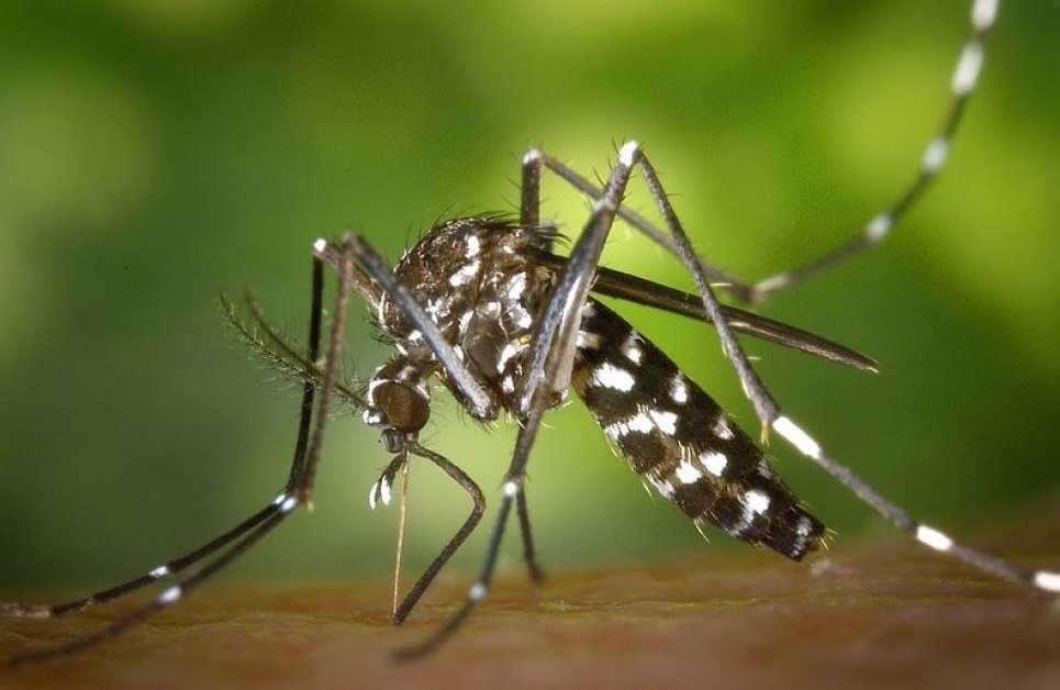 Комарите могат да бъдат по-опаси от кърлежите, защото много по-често