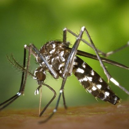 Комарите могат да бъдат по опаси от кърлежите защото много