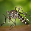 Инфекционист: Комарите могат да бъдат по-опаси от кърлежите