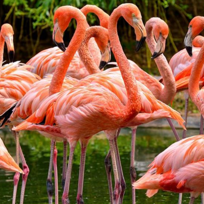 Десетки птици фламинго са убити при сблъсък със самолет в