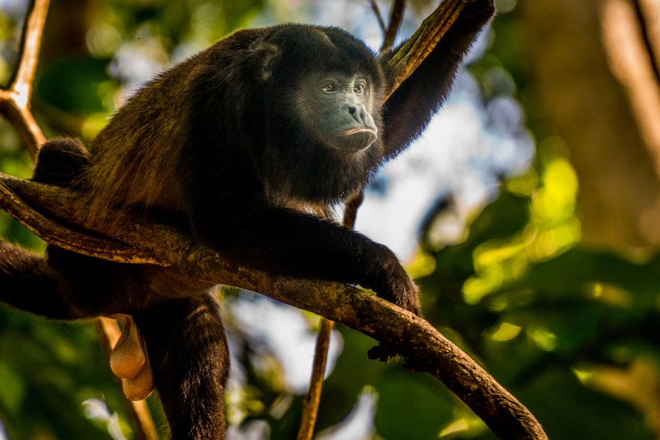 Маймуни падат мъртви от дърветата в Мексико  СНИМКА