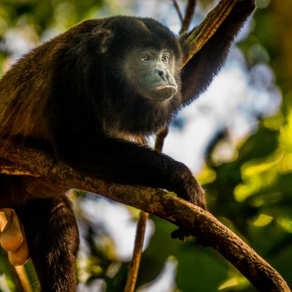 Маймуни падат мъртви от дърветата съобщи Асошиейтед прес Причината е