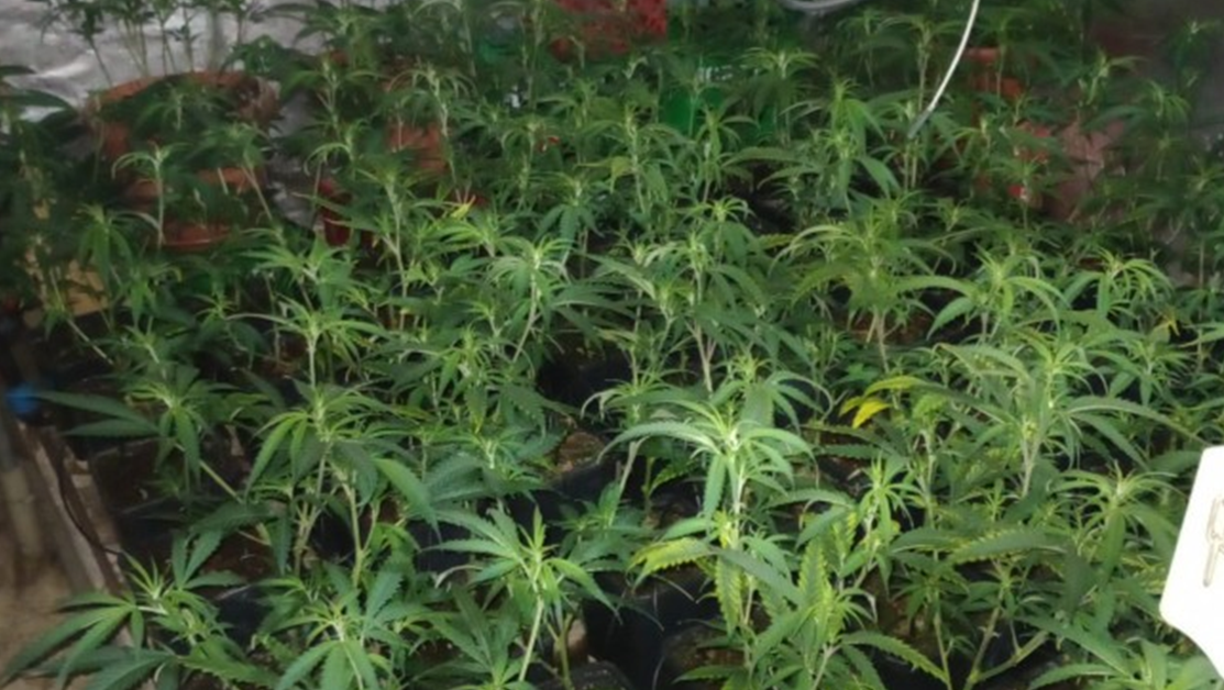Откриха наркооранжерия с около 150 вида растения в София