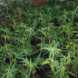 Откриха наркооранжерия с около 150 вида растения в София