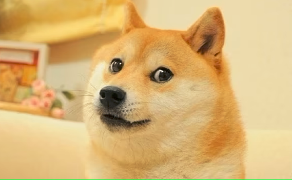 Японското куче шиба ину, чиято снимка вдъхнови цяло поколение онлайн