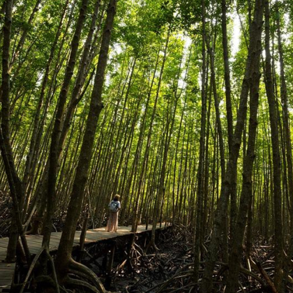 Мангровите гори по света са изложени на риск от изчезване