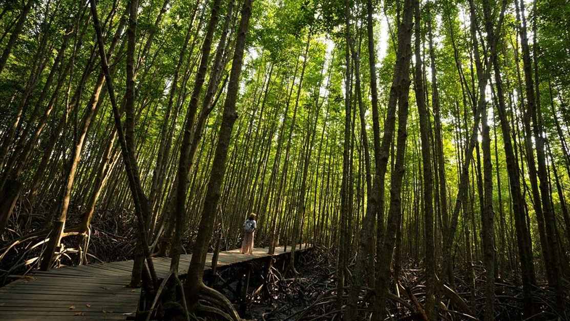 Половината от мангровите гори в света са застрашени от изчезване