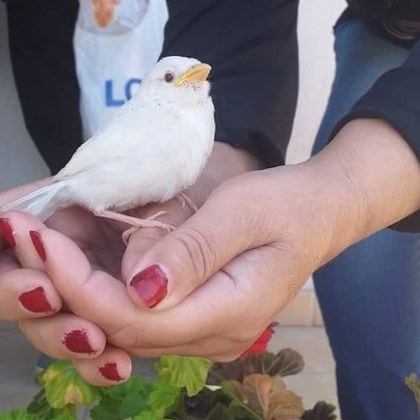Бяло врабче се появи в България и смело смело позволи