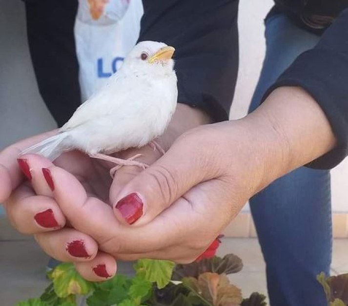 Бяло врабче се появи в България и смело-смело позволи на