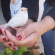 Рядък гост! Смело бяло врабче се появи в България СНИМКИ