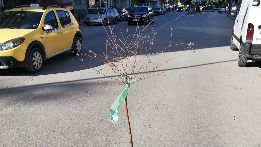 Обезопасиха дупка в Асеновград с изсъхнало дръвче СНИМКА