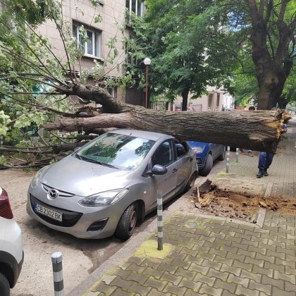 Дърво падна върху автомобил до сградата на 5 о РПУ София