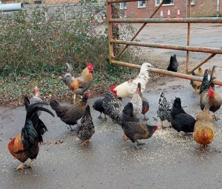 Кокошки тормозят цяло село