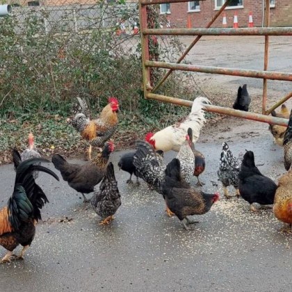 Диви кокошки унищожават градините на жителите на цяло село Животът ни