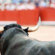 Забраниха борбите с бикове в Колумбия