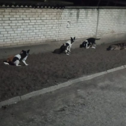 Хората от Цалапица са силно разтревожени от глутница кучета обикаляща