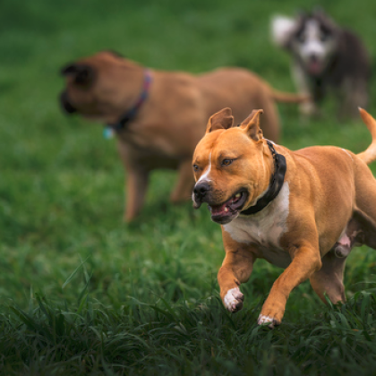 Забрана за отглеждане на опасни породи кучета или строг контрол над