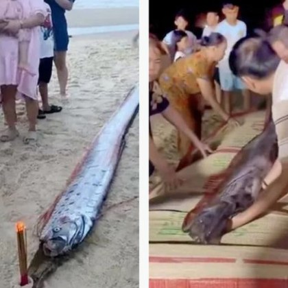 Гигантско морско създание е изхвърлено на плаж близо до град