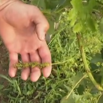 Ледени късове с размера на юмрук паднаха в асеновградското село