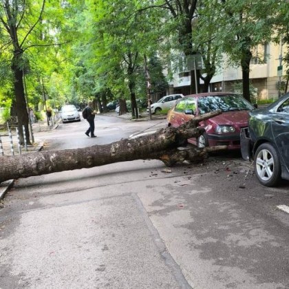 Голямо дърво се стовари на улица в София Два леки
