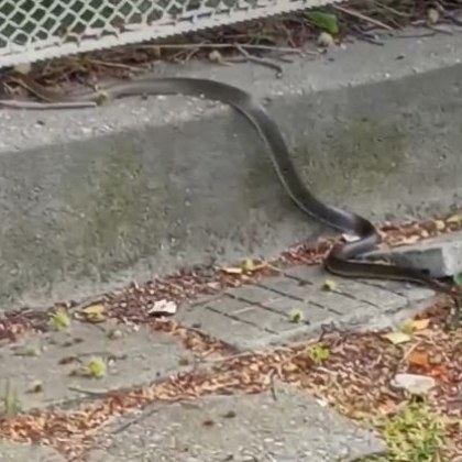 Змия пропълзя в района на училище в Дупница Жителка е