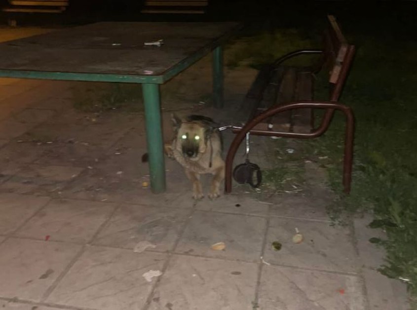 Завързаха немска овчарка за пейка, откриха я посред нощ СНИМКИ